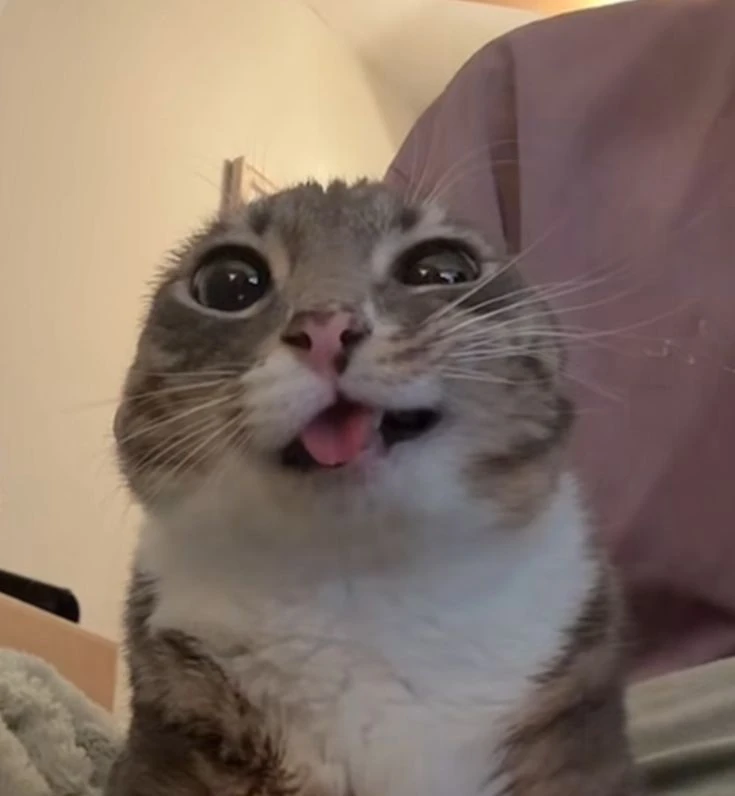 MeowCV 主界面