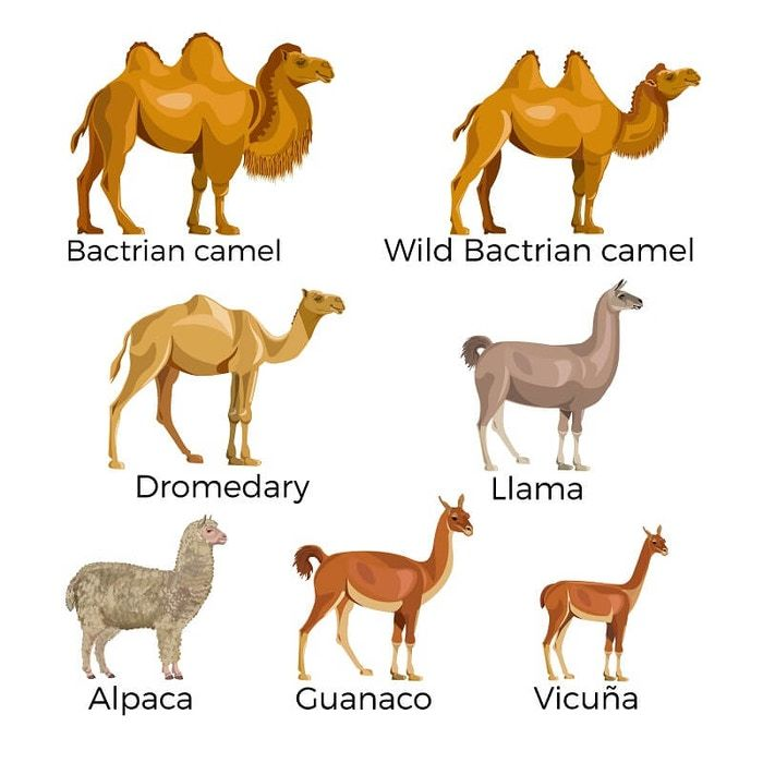 Chinese-Vicuna 界面截图