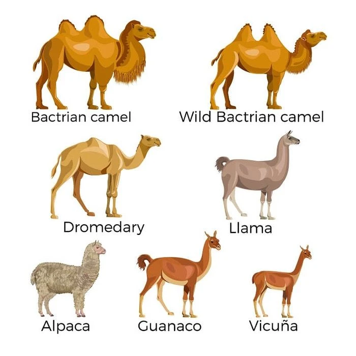 Chinese-Vicuna 界面截图