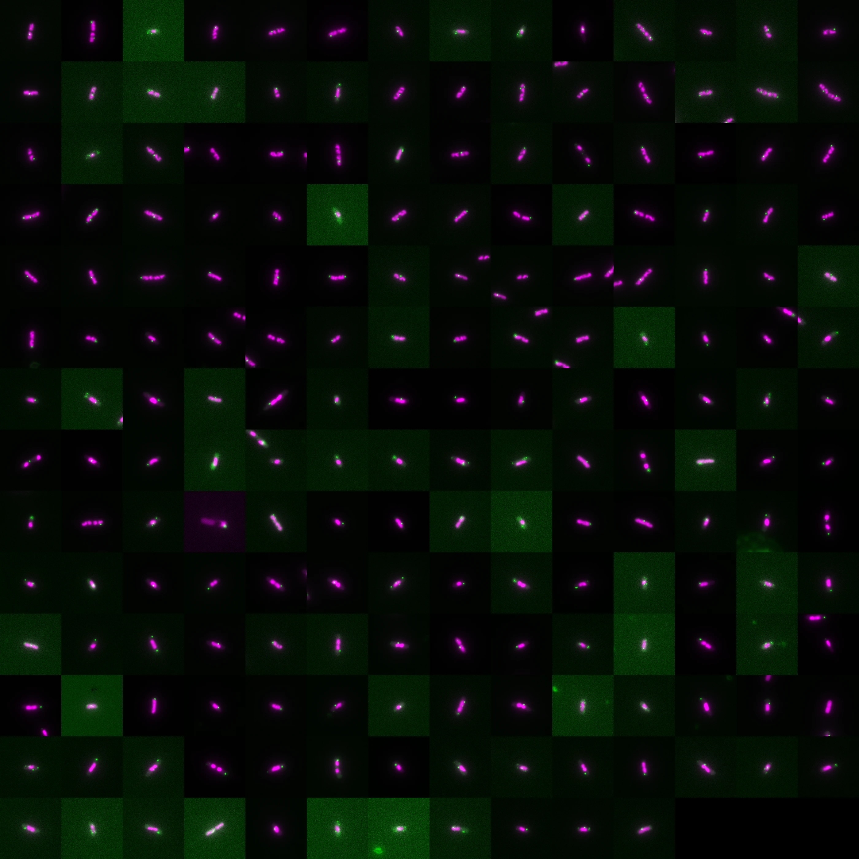 PhenoPixel 主界面