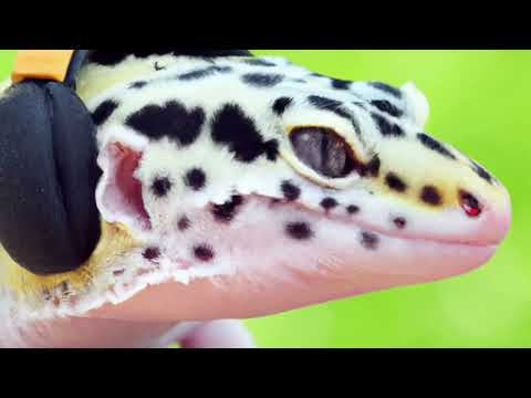 AI-Auto-Video-Generator 主界面