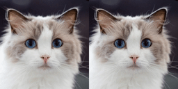 LivePortrait 界面截图